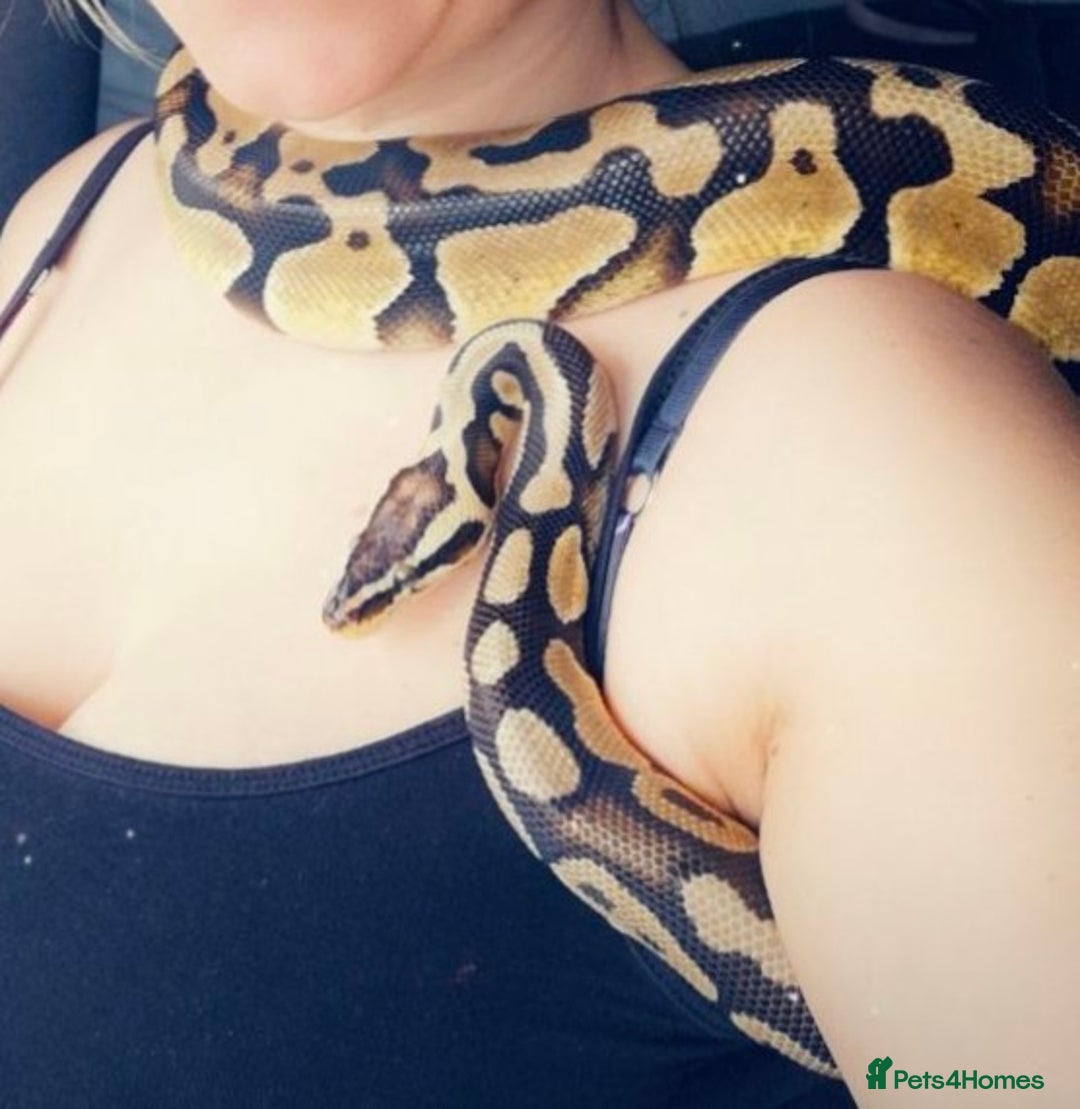 Python Snake reptiles for sale: Pastel ball python  - Image 3