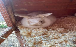 Mini Lop rabbits for sale: 2 beautiful baby girl bunnies  - Image 5