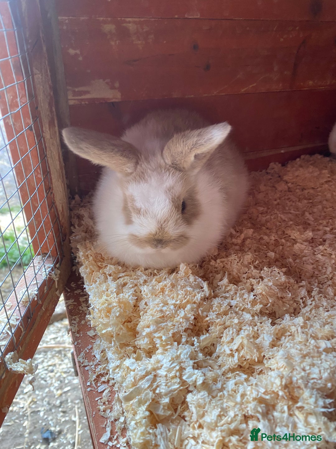 Mini Lop rabbits for sale: 2 beautiful baby girl bunnies  - Image 5