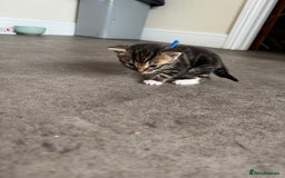 Mixed Breed cats for sale: Kittens looking for their new home  - Image 6
