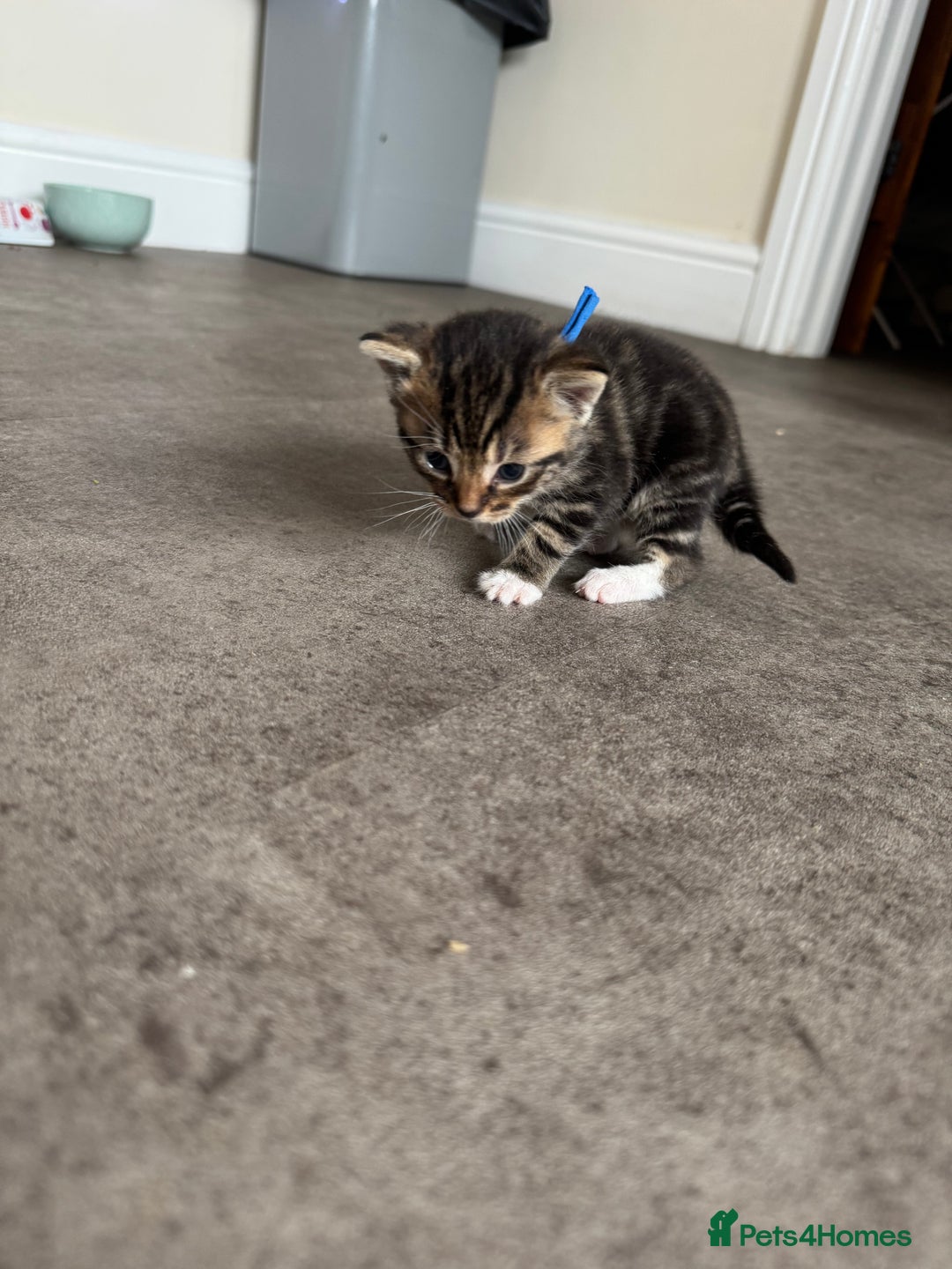 Mixed Breed cats for sale: Kittens looking for their new home  - Image 6