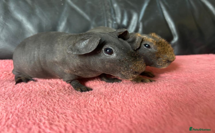 Guinea Pig rodents - Advert 14