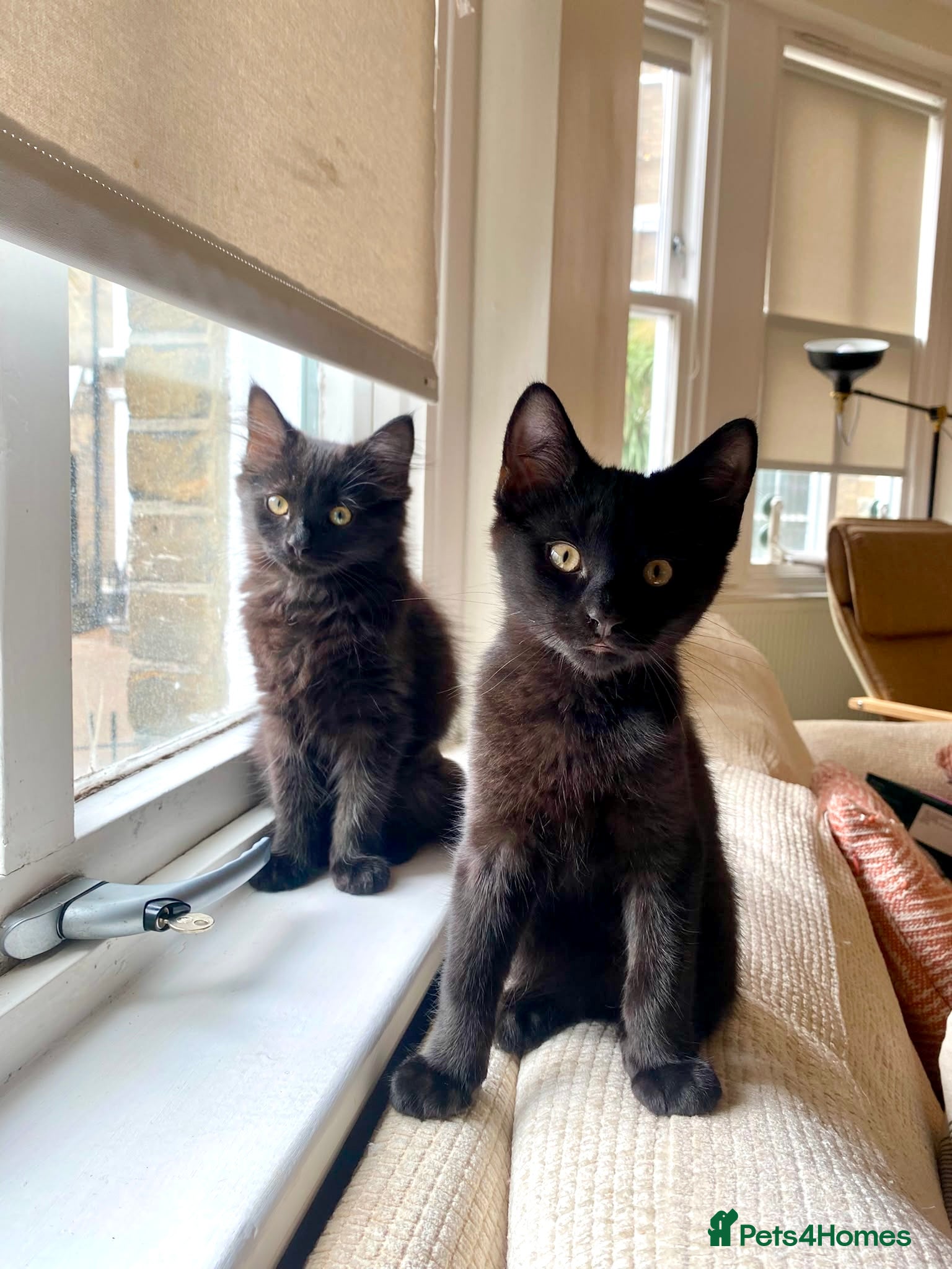 Domestic Shorthair cats Double Trouble for Black Cat Lovers - Advert 2