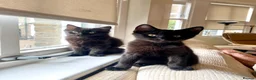 Domestic Shorthair cats for adoption: Double Trouble for Black Cat Lovers - Advert 1