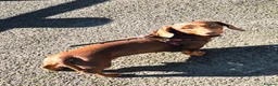 Miniature Dachshund dogs for sale: KC Registered Minature Daschund in Sunderland - Advert 2