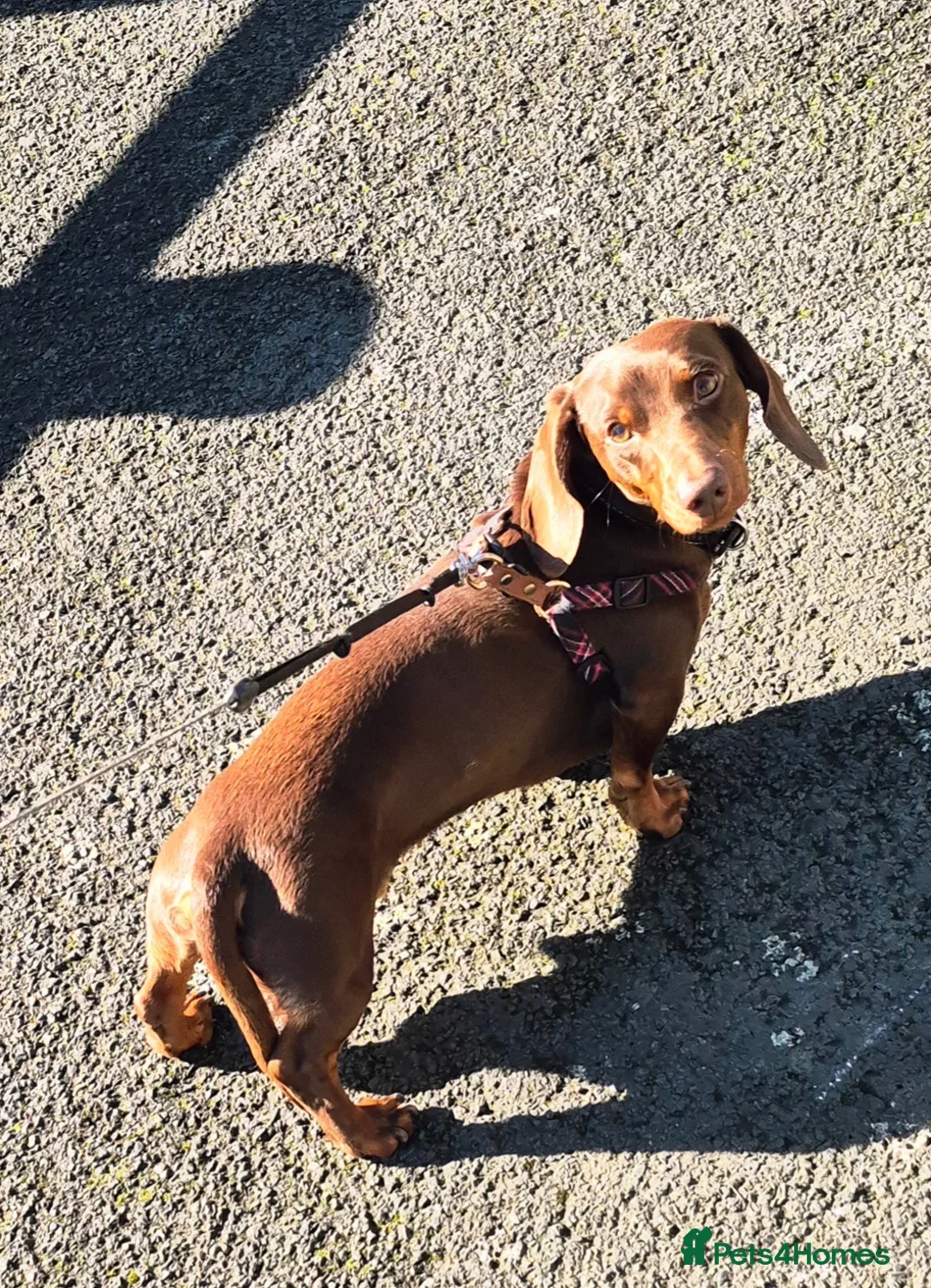 Miniature Dachshund dogs for sale: KC Registered Minature Daschund in Sunderland - Advert 2
