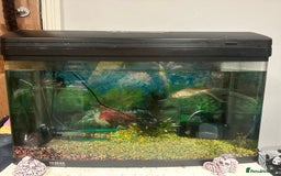 Goldfish fish for sale: 1 x plecos 1x goldfish  - Advert 1
