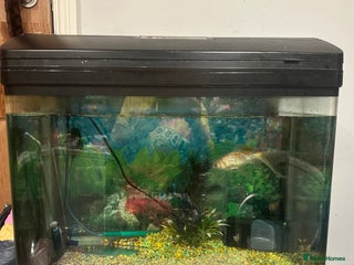 Goldfish fish 1 x plecos 1x goldfish - Advert 1