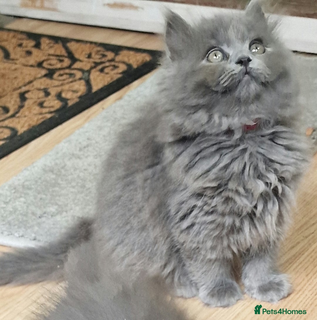 British Longhair cats for sale: Blue & Lilac Gorgeous fluffy BLH male kittens - Advert 15