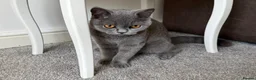 British Shorthair cats for sale: 4 black & white kittens. British short hair mother - Advert 1