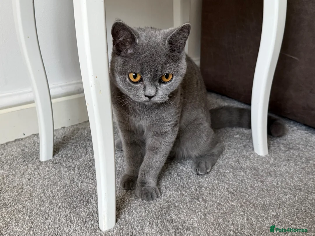British Shorthair cats for sale: 4 black & white kittens. British short hair mother - Advert 1