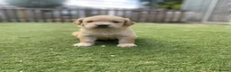Golden Retriever dogs for sale: KC REGISTERED ®️ 5 STAR ⭐️ GOLDEN RETRIEVER 🐶  - Advert 20
