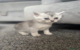 Scottish Fold cats for sale: 🐾 Beautiful Scottish Fold Kittens for Sale 🐾 - Image 9