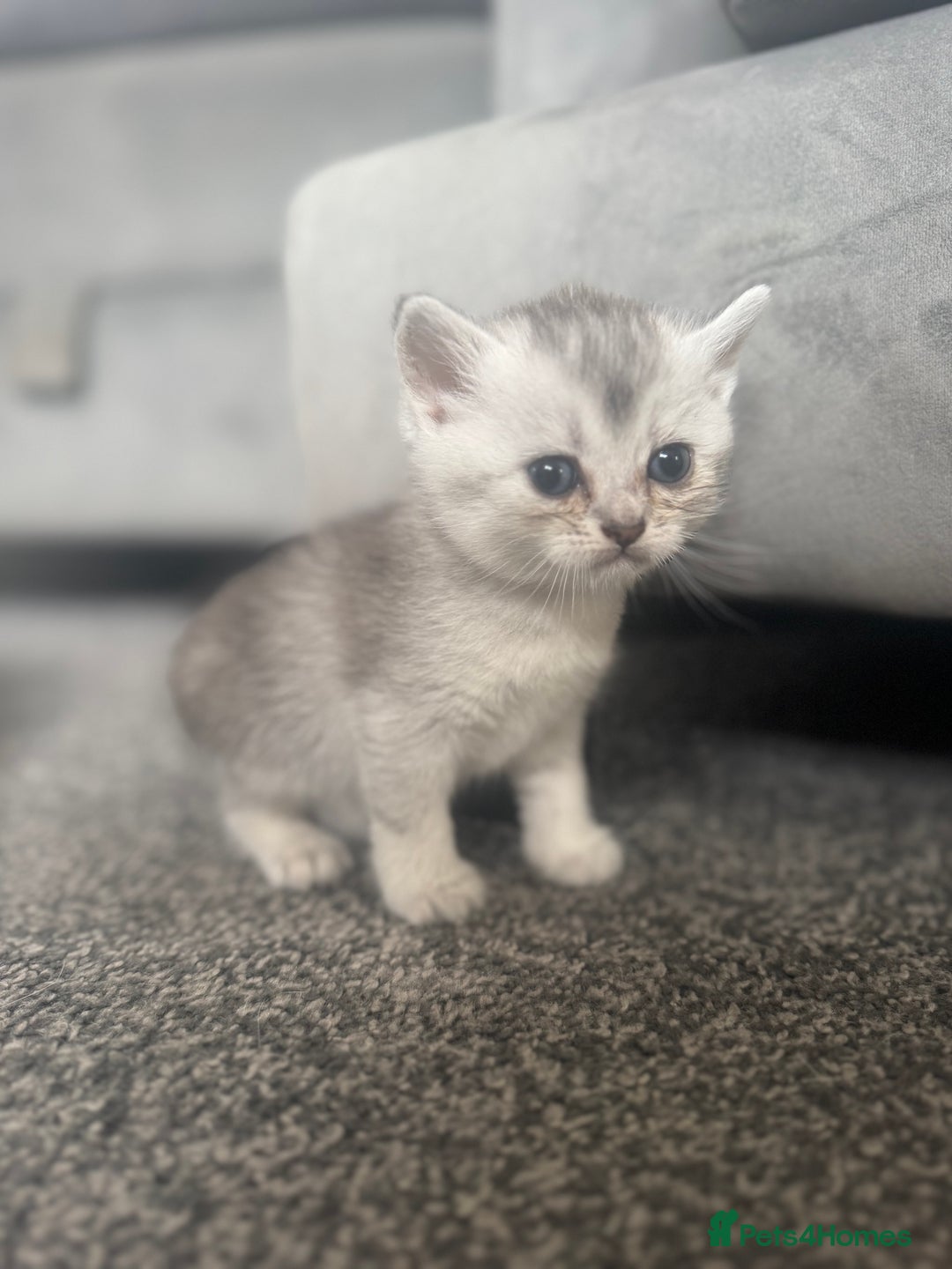 Scottish Fold cats for sale: 🐾 Beautiful Scottish Fold Kittens for Sale 🐾 - Image 9