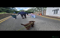 Miniature Poodle dogs for stud: KC chocolate phantom miniature poodle stud  in Denbigh - Image 5