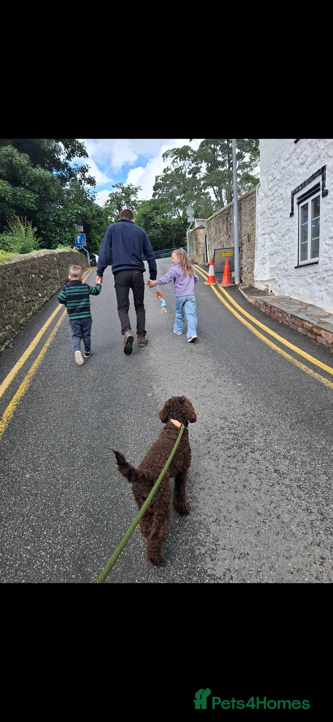 Miniature Poodle dogs for stud: KC chocolate phantom miniature poodle stud  in Denbigh - Advert 5