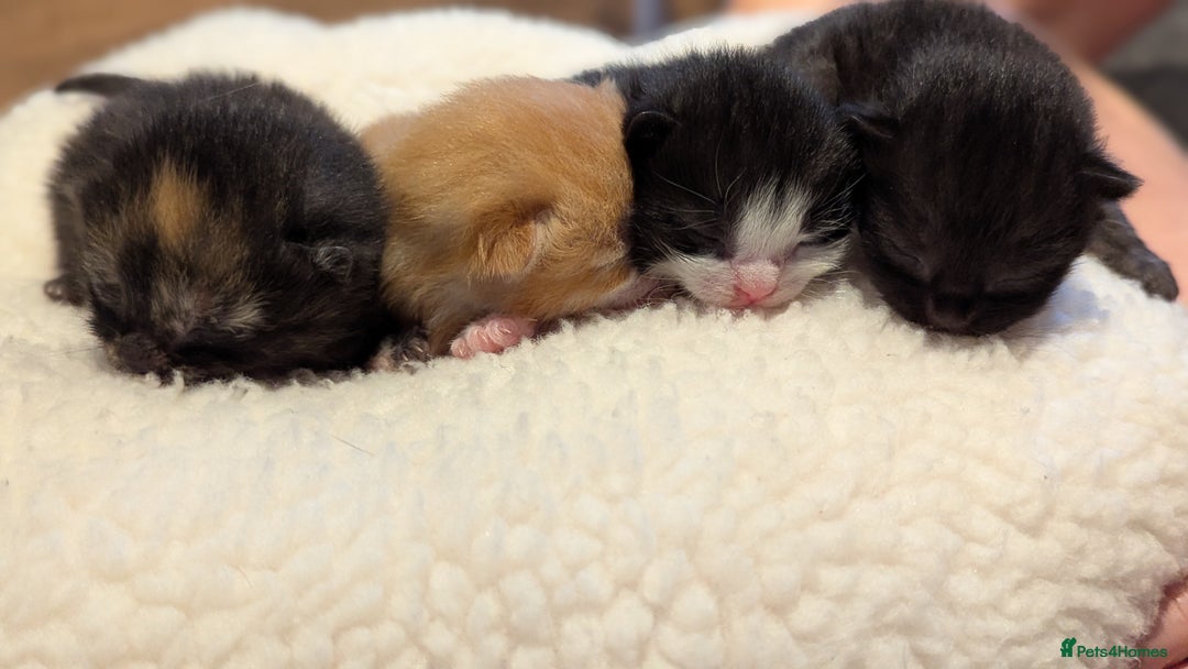 Mixed Breed cats for sale: Beautiful litter of kittens - Image 6