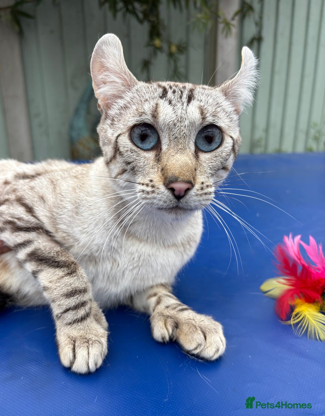 Keetso cats for sale: Superb polydactyl curled eared Keetso girl  - Image 5