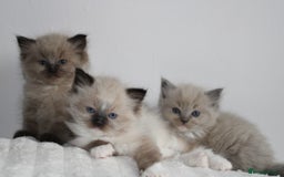 Ragdoll cats for sale:  3 BOY ULTRA FLUFFY MINK ragdoll kittens  - Image 23