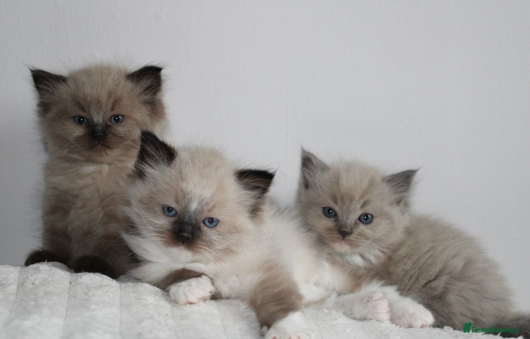 Ragdoll cats for sale:  3 BOY ULTRA FLUFFY MINK ragdoll kittens  - Image 23