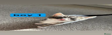 boy 1
