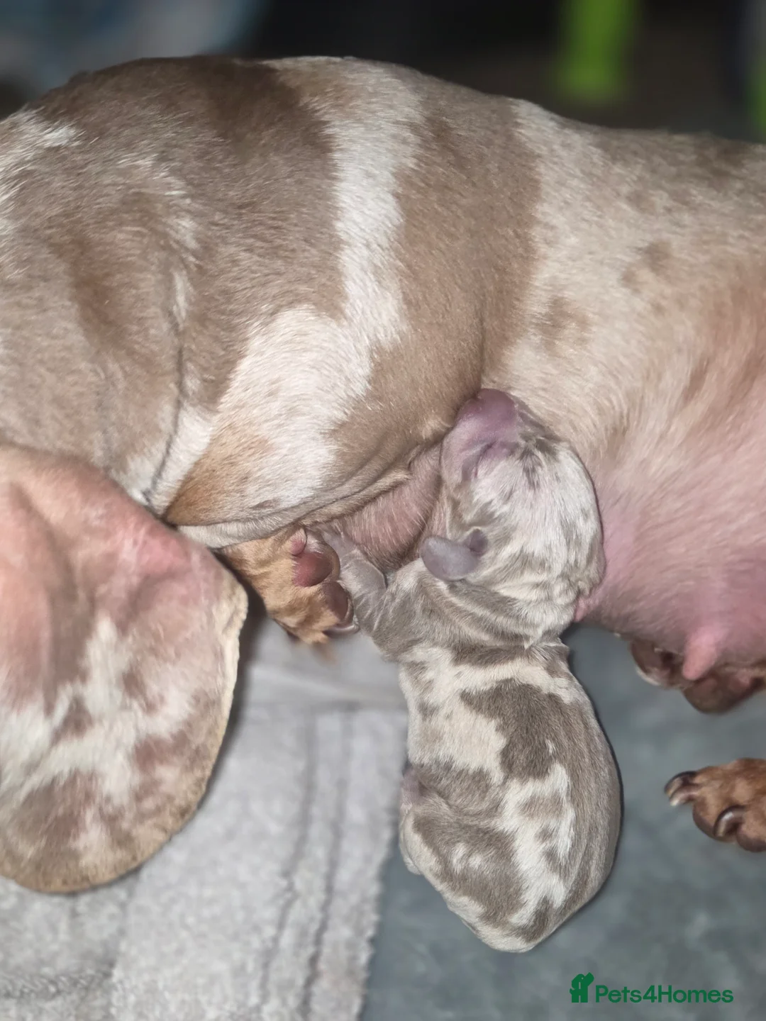 Miniature Dachshund dogs for sale: True Quality Minature Dachshunds - Advert 7