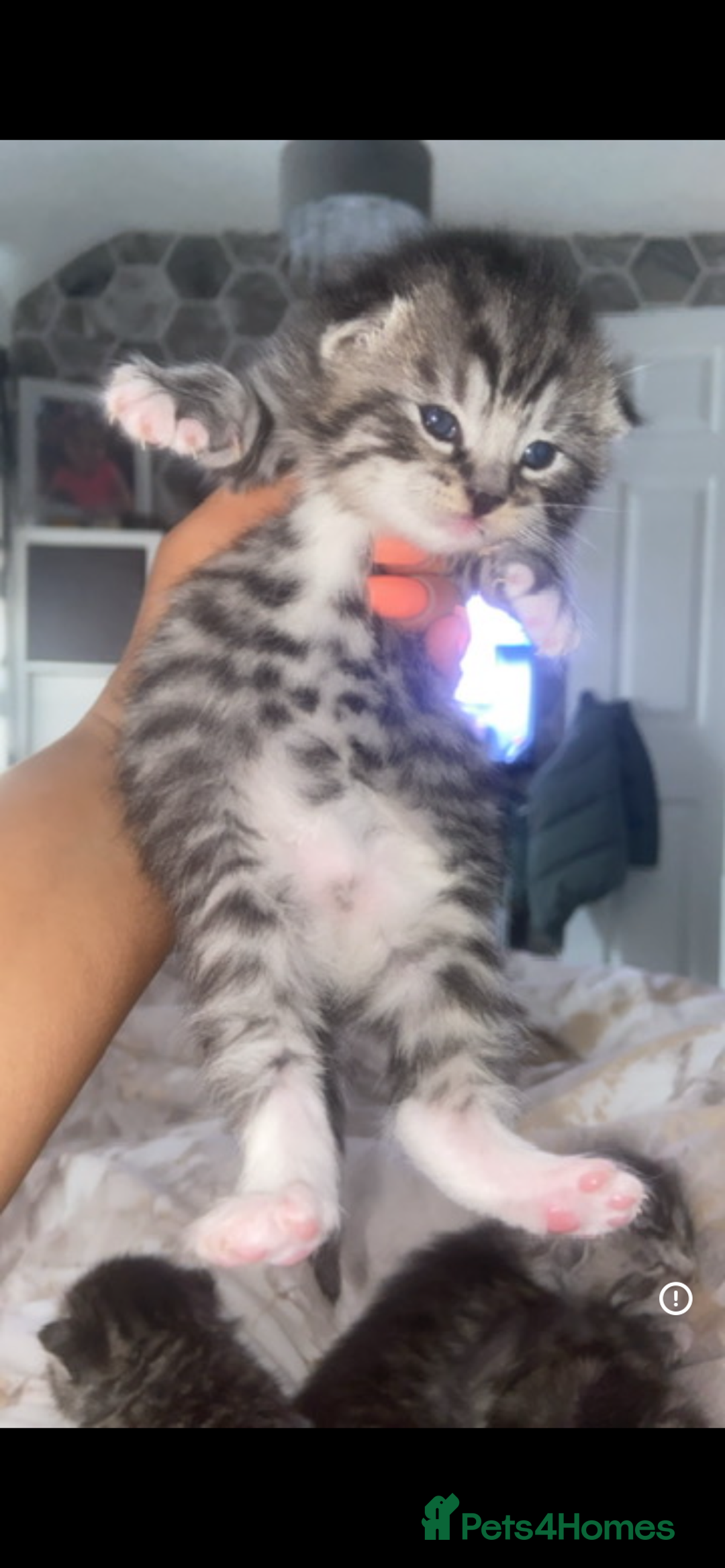 Bengal cats for sale: 4 x Beautiful Bengal Mixed Babies - Advert 3