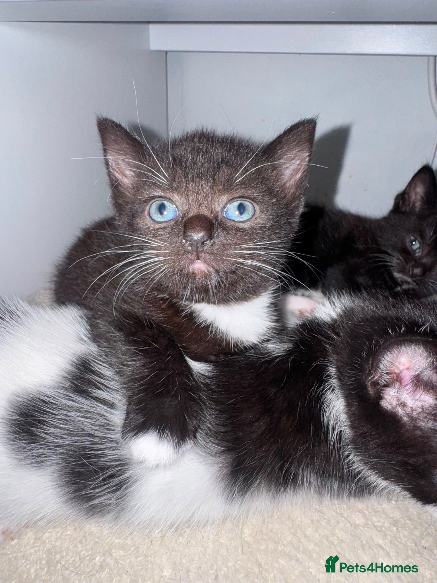 Domestic Shorthair cats 2 Female Black & White Domestic Shorthairs - Advert 2