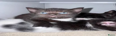 Domestic Shorthair 2
