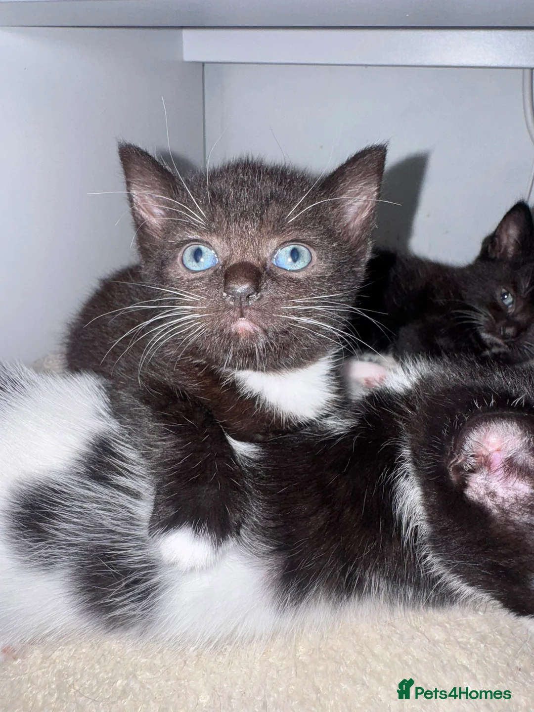 Domestic Shorthair cats for sale: 2 Female Black & White Domestic Shorthairs in Ashford - Advert 1