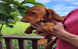 Hungarian Vizsla dogs for sale: Exceptional Vizsla Puppies - 5* Licenced Breeder  - Image 25