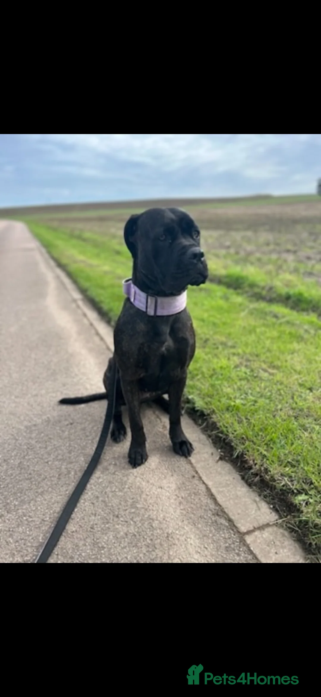 Mixed Breed dogs for sale: Dogue de Bordeaux x cane corso  - Advert 8