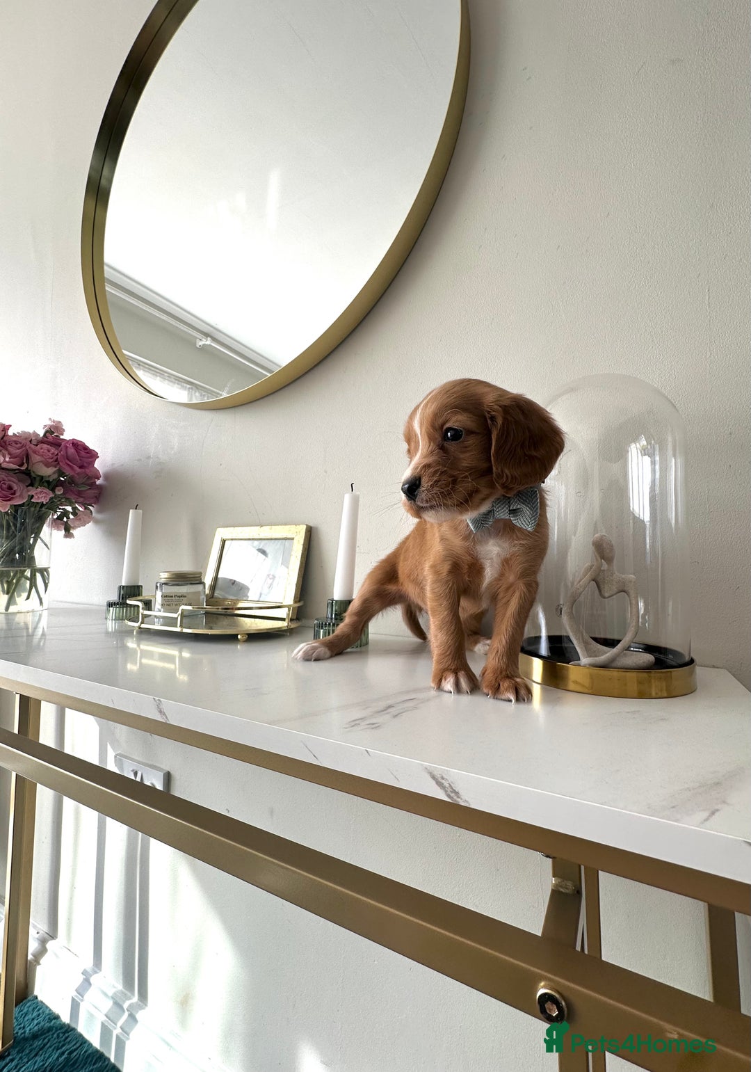 Cocker Spaniel dogs for sale: 9week old pup - Image 1
