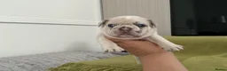French Bulldog dogs for sale: French bulldog  - Advert 9