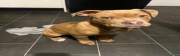 Mixed Breed dogs for sale: Beautiful boy  in Coventry - Advert 4