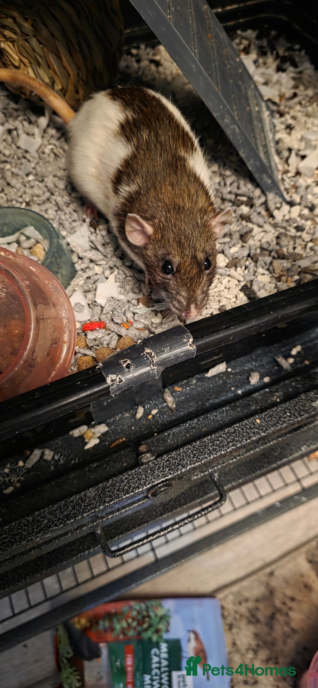 Rat rodents for sale: Four 1 year old female rats with cage+ extras - Advert 8
