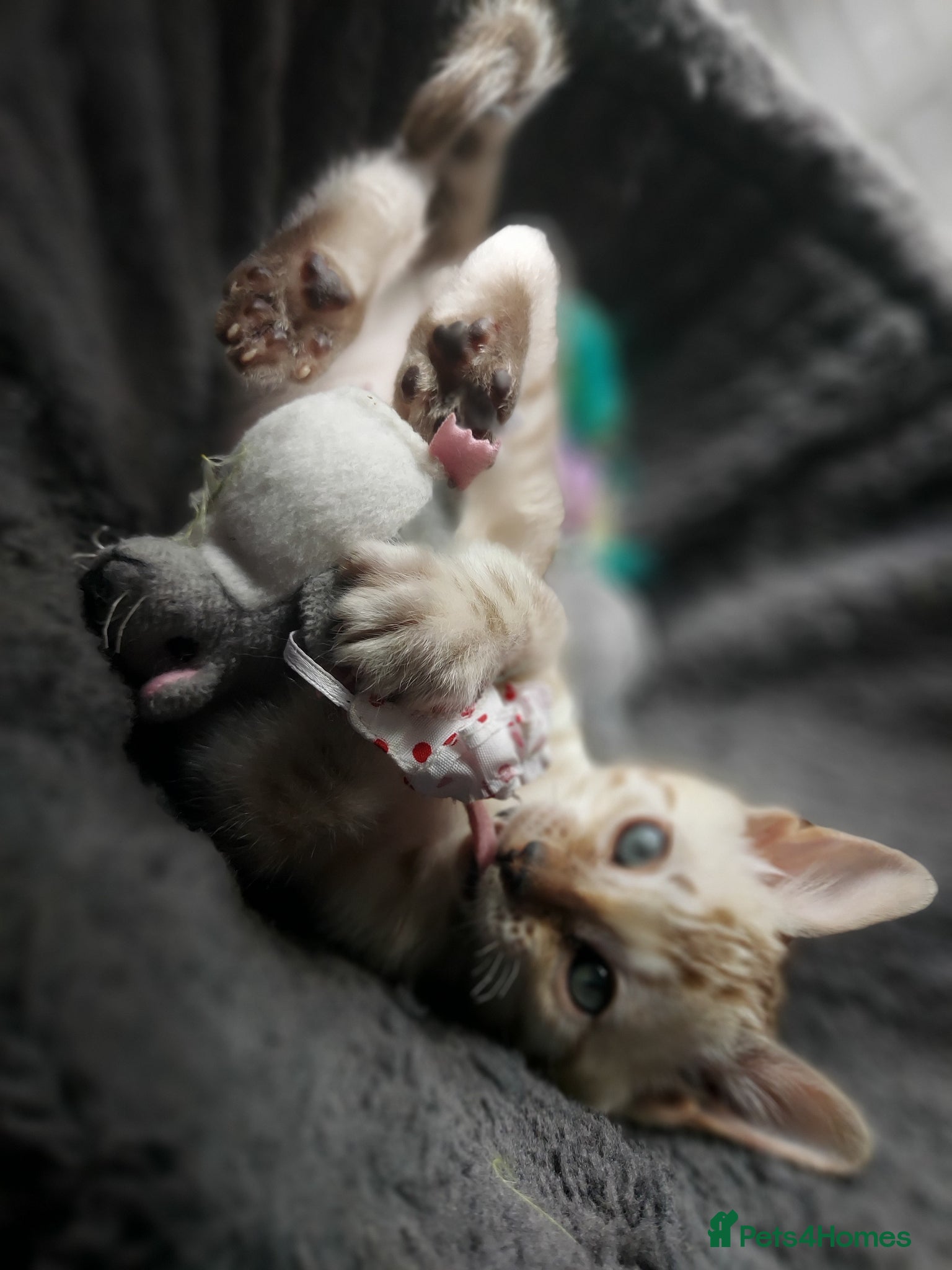 Bengal cats for sale: Pedigree Snow Bengal Kittens  - Advert 14