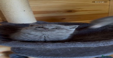 British Shorthair cats - Advert 14