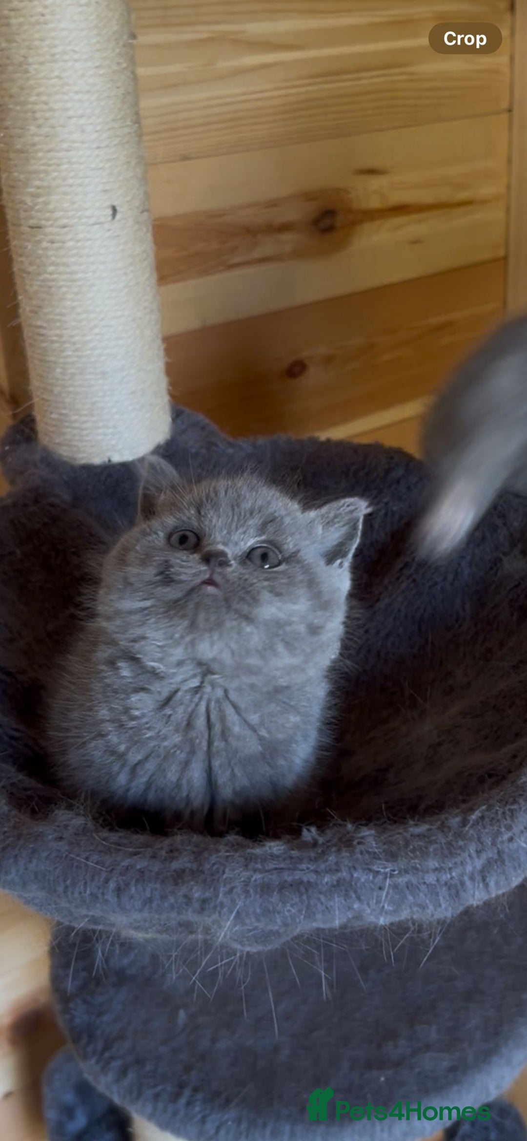 British Shorthair cats for sale: *READY NOW*Stunning bsh for sale (1 BOY 💙) - Image 1