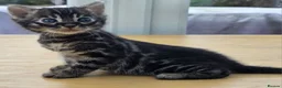 Bengal cats for sale: 🐆 2 BEAUTIFUL TICA BENGAL GIRLS – £1,200 EACH 🐆 - Advert 7