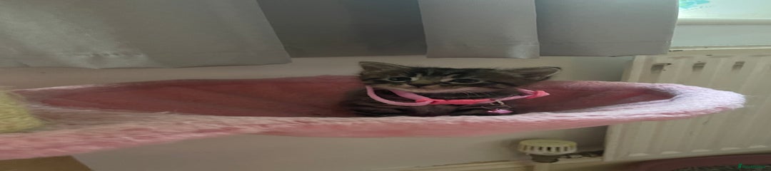 Mixed Breed Kitten 3