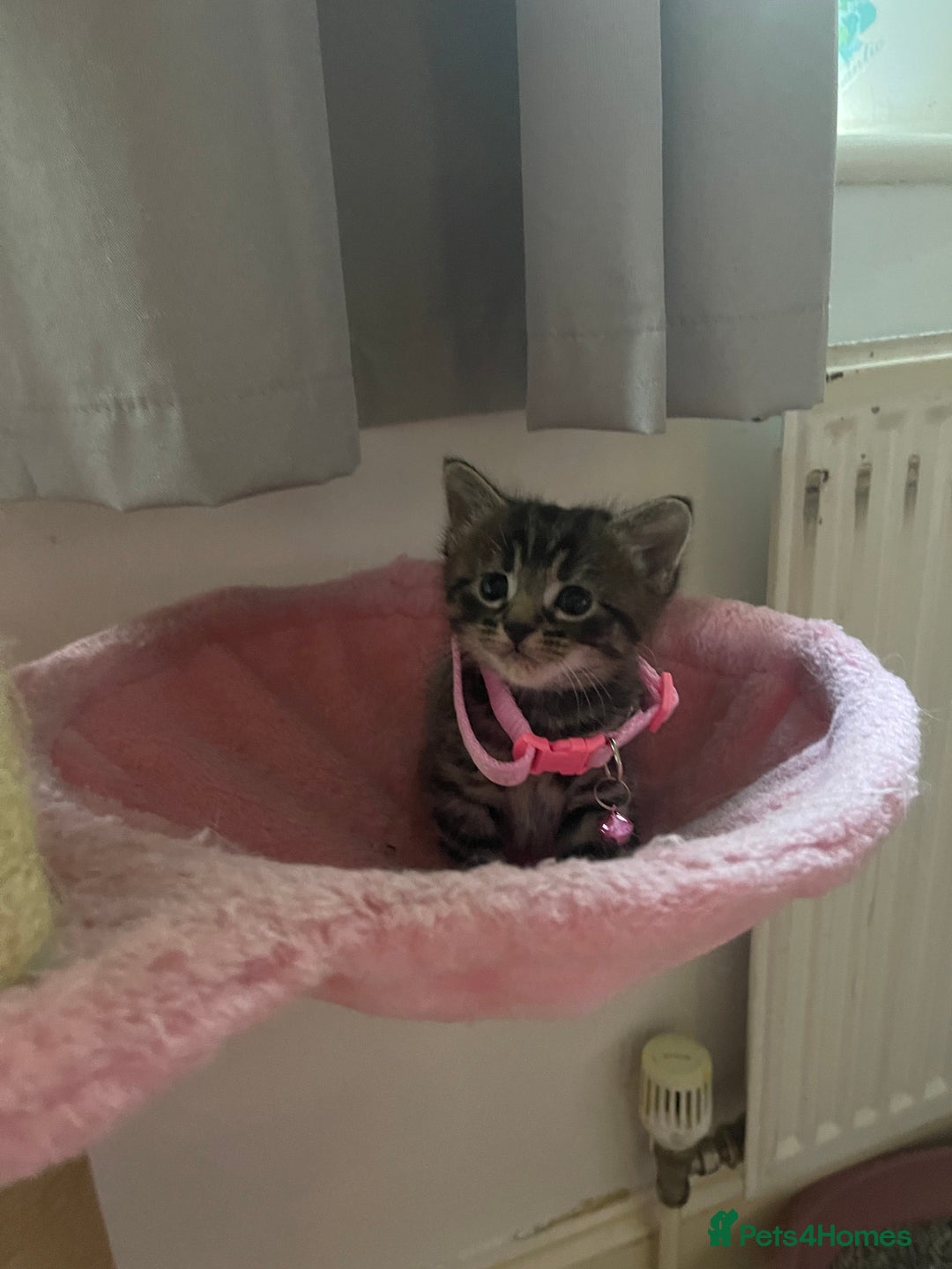 Mixed Breed cats for sale: Miexd/ Ragdoll - Image 3