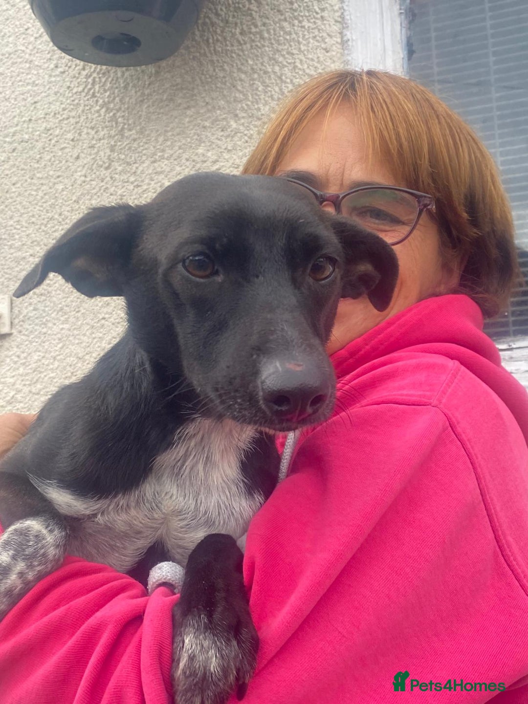 Mixed Breed dogs for adoption: Meet KATIA, a Gentle Little Girl for a Loving Home - Image 8