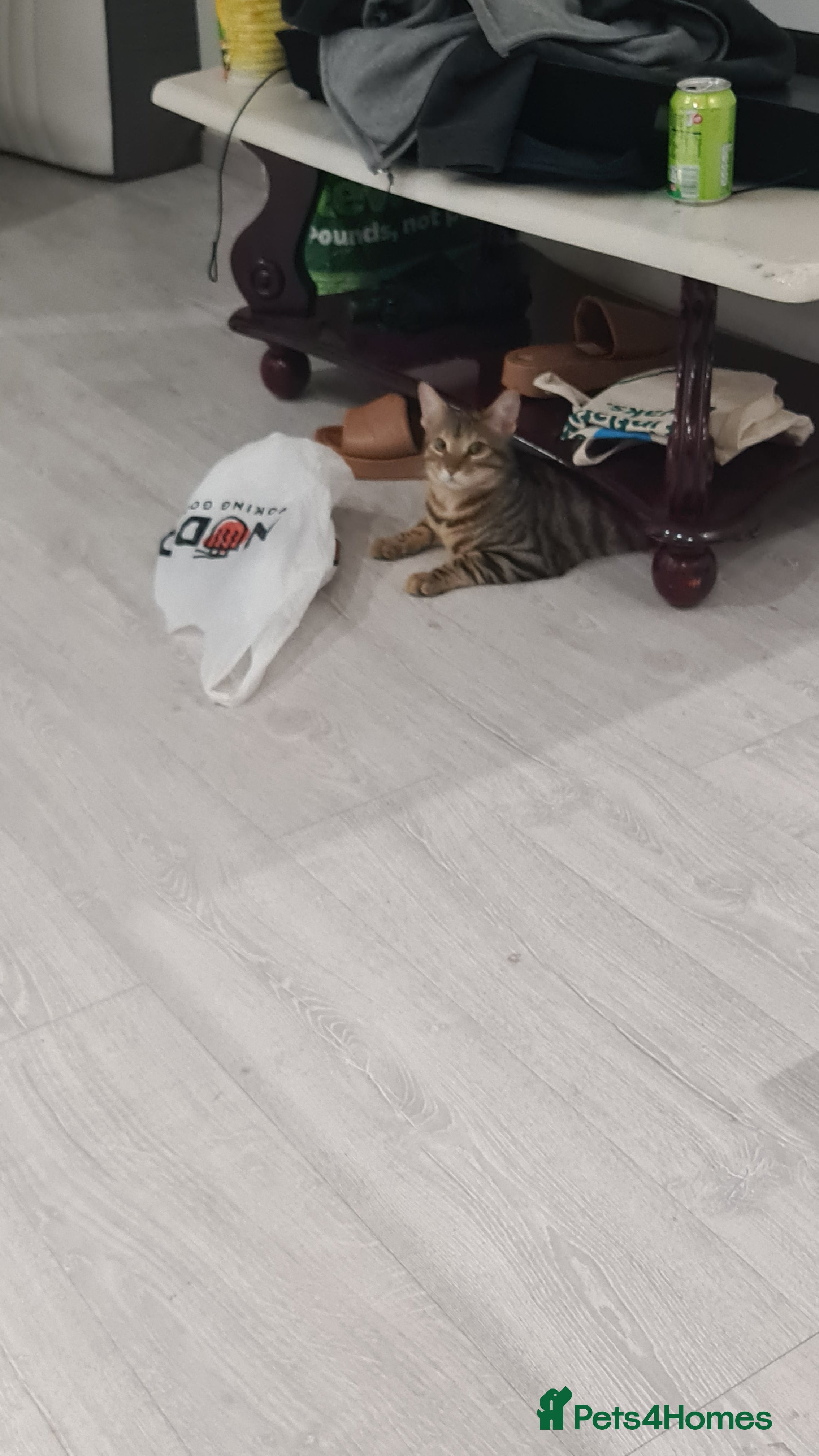 Bengal cats Little mischief  - Advert 1