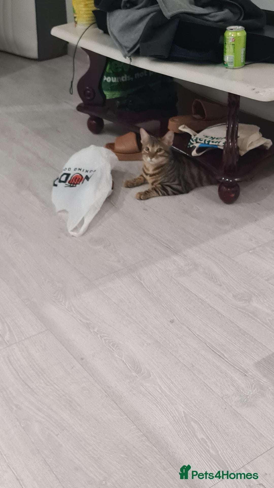 Bengal cats for sale: Little mischief  - Advert 1