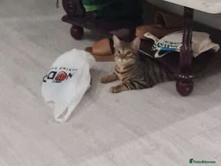 Bengal cats Little mischief - Advert 1