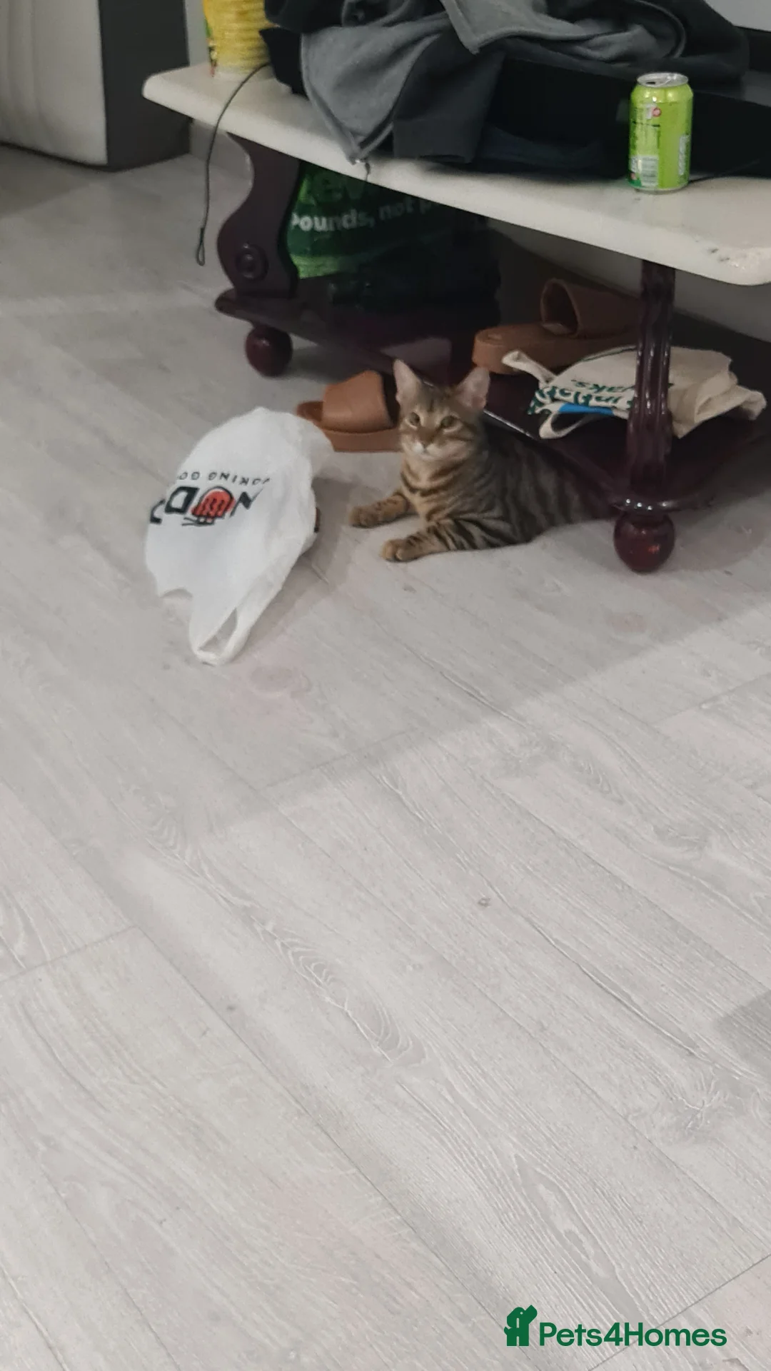 Bengal cats for sale: Little mischief  - Advert 1