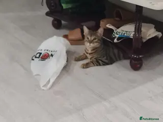 Bengal cats Little mischief - Advert 17