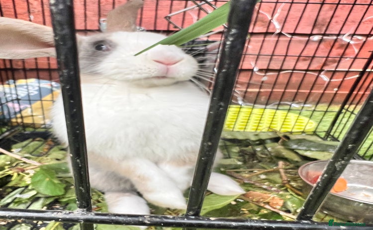 Beveren rabbits - Advert 1