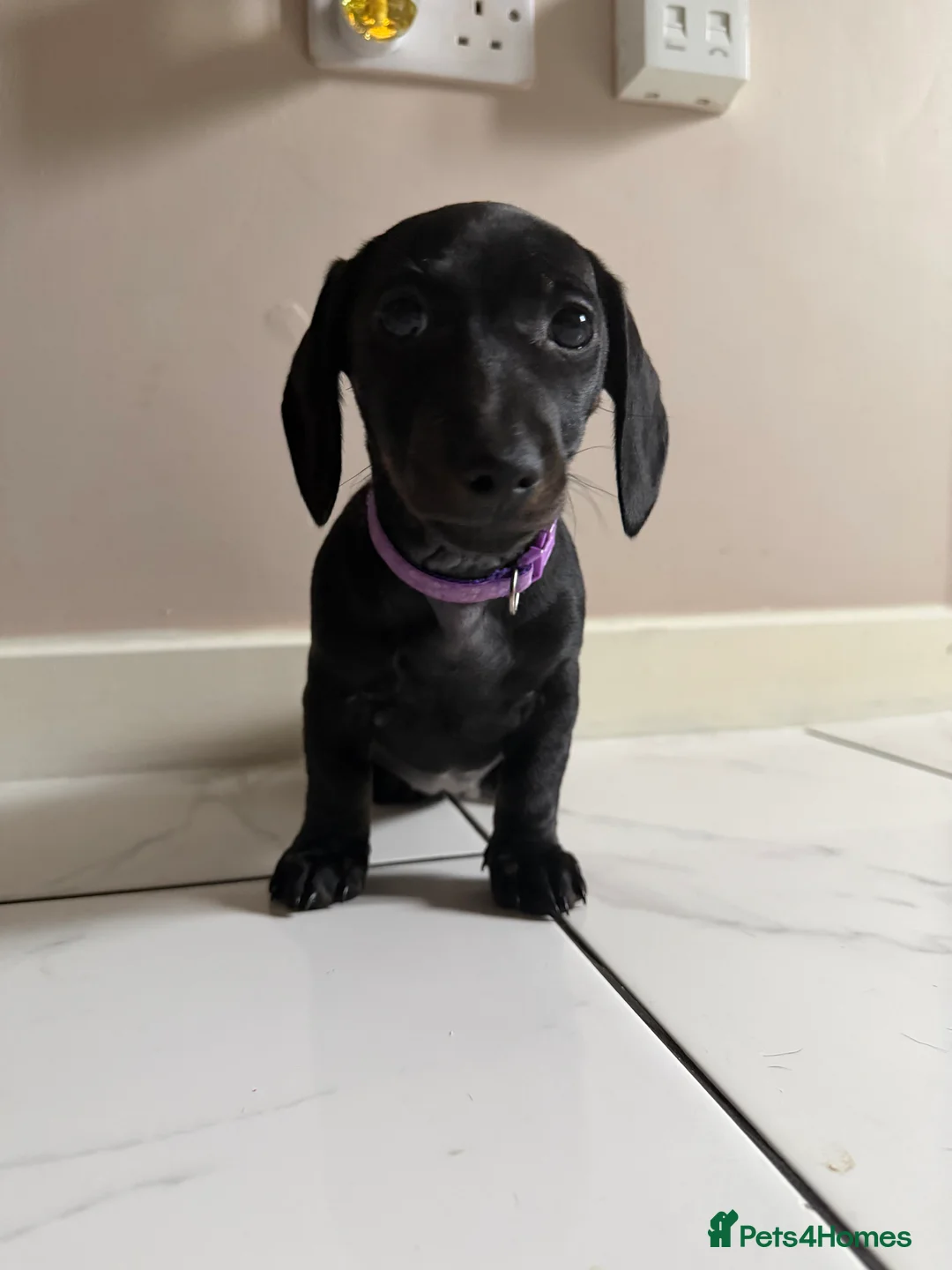 Miniature Dachshund dogs for sale: 🩷 READY TO LEAVE 🩷 - Advert 8